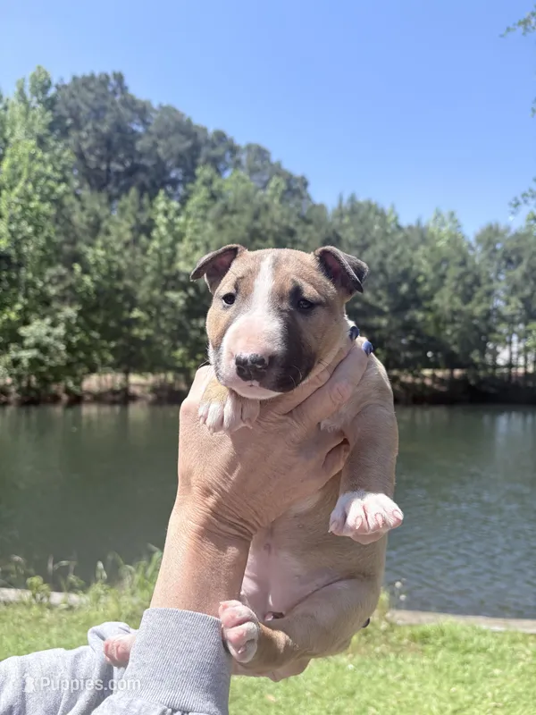 Female #1 – Bull Terrier puppy for sale in Lumber Bridge, NC