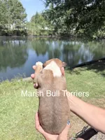 Female #1, a female Bull Terrier for sale in Lumber Bridge, NC – Photo 4 of 4
