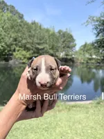 Female #1, a female Bull Terrier for sale in Lumber Bridge, NC – Photo 2 of 4