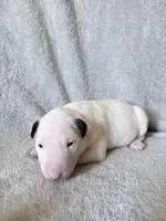 Female #2 , a female Bull Terrier for sale in Lumber Bridge, NC – 5 of 7