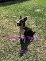 Female #1, a female Bull Terrier for sale in Lumber Bridge, NC – 6 of 7