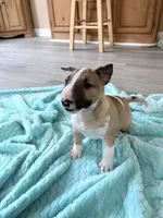 Female #1, a female Bull Terrier for sale in Lumber Bridge, NC – 5 of 10