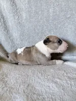 Female #3 , a female Bull Terrier for sale in Lumber Bridge, NC – 3 of 7