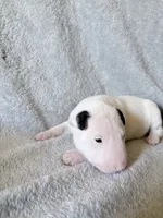 Female #2 , a female Bull Terrier for sale in Lumber Bridge, NC – 3 of 7