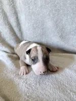 Female #3 , a female Bull Terrier for sale in Lumber Bridge, NC – 4 of 7