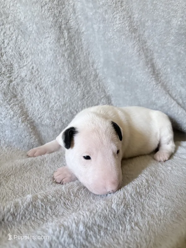 Female #2  – Bull Terrier puppy for sale in Lumber Bridge, NC