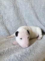 Female #2 , a female Bull Terrier for sale in Lumber Bridge, NC – 1 of 7
