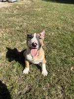Female #1, a female Bull Terrier for sale in Lumber Bridge, NC – 2 of 10