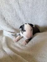 Female #1, a female Bull Terrier for sale in Lumber Bridge, NC – 4 of 7