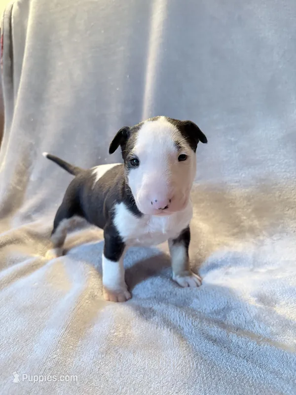 Female #1 – Bull Terrier puppy for sale in Lumber Bridge, NC