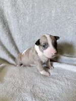 Female #3 , a female Bull Terrier for sale in Lumber Bridge, NC – 2 of 7