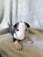 Female #1, a female Bull Terrier for sale in Lumber Bridge, NC – 2 of 7