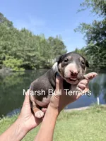Male #1, a male Bull Terrier for sale in Lumber Bridge, NC – Photo 1 of 4