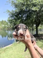 Male #1, a male Bull Terrier for sale in Lumber Bridge, NC – Photo 3 of 4