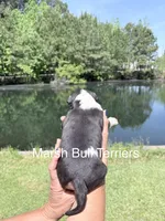 Male #1, a male Bull Terrier for sale in Lumber Bridge, NC – Photo 4 of 4
