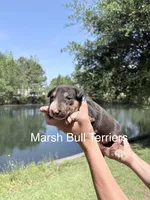 Male #1, a male Bull Terrier for sale in Lumber Bridge, NC – Photo 2 of 4