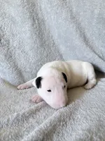 Female #2 , a female Bull Terrier for sale in Lumber Bridge, NC – 4 of 7