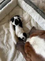 processed/ff2b3504-296e-4538-b781-313446bfa8dd/listing/867068c3-e2bc-4b20-8150-eaacc2d555af/53dc5176-64a2-4cd8-a8ab-be29e8c103d2