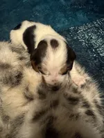 processed/ff2b3504-296e-4538-b781-313446bfa8dd/listing/867068c3-e2bc-4b20-8150-eaacc2d555af/78fea88a-af45-43d2-9c79-dc719f0ba8f3