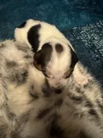 processed/ff2b3504-296e-4538-b781-313446bfa8dd/listing/867068c3-e2bc-4b20-8150-eaacc2d555af/7ccf5b09-1328-482c-a4cb-09748ec4873e