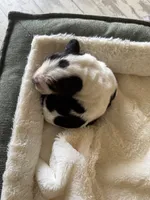 processed/ff2b3504-296e-4538-b781-313446bfa8dd/listing/867068c3-e2bc-4b20-8150-eaacc2d555af/8b1617ce-93c5-4ded-9ce0-d3b4b20e2ac3