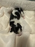 kuromi, a female Basset Hound for sale in Moss Landing, CA – Photo 6 of 8