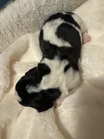 kuromi, a female Basset Hound for sale in Moss Landing, CA – Photo 2 of 8