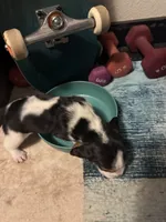 kuromi, a female Basset Hound for sale in Moss Landing, CA – Photo 4 of 8