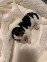 kuromi, a female Basset Hound for sale in Moss Landing, CA – Photo 3 of 8