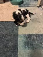 kuromi, a female Basset Hound for sale in Moss Landing, CA – Photo 5 of 8