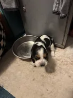 kuromi, a female Basset Hound for sale in Moss Landing, CA – Photo 7 of 8