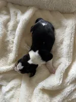 processed/ff2b3504-296e-4538-b781-313446bfa8dd/listing/e46b3cd9-321a-4f90-ad6f-d6cd6ac683a0/64612bad-6888-4bed-941d-8bbe515d09eb