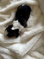 processed/ff2b3504-296e-4538-b781-313446bfa8dd/listing/e46b3cd9-321a-4f90-ad6f-d6cd6ac683a0/689350e5-38c8-4b29-9a0b-707f4bbb32f6