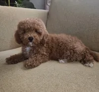 Ted, a male Maltipoo and Poodle - Toy  for sale in Murrieta, CA – 3 of 3