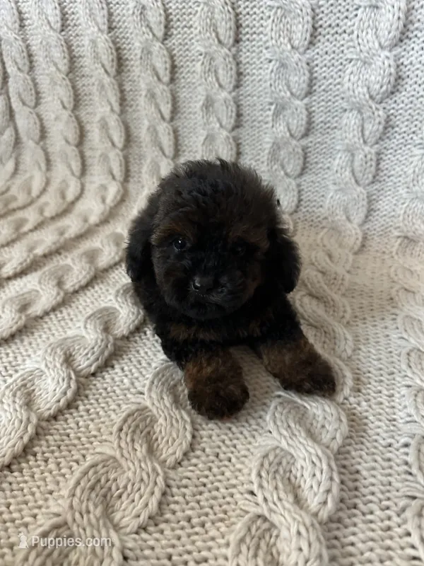 Teddy – Maltipoo, Poodle - Toy  puppy for sale in Murrieta, CA