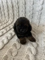 Teddy, a male Maltipoo and Poodle - Toy  for sale in Murrieta, CA – 2 of 3