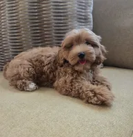 Max, a male Maltipoo and Poodle - Toy  for sale in Murrieta, CA – 3 of 3