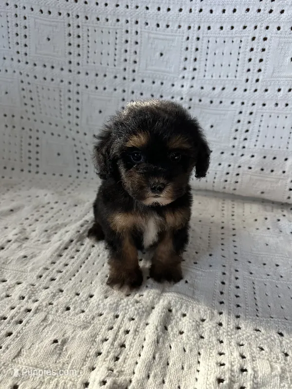 Sadie – Maltipoo, Poodle - Toy  puppy for sale in Murrieta, CA