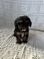 Sadie, a female Maltipoo and Poodle - Toy  for sale in Murrieta, CA – 1 of 2