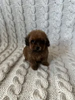 Daisy, a female Maltipoo and Poodle - Toy  for sale in Murrieta, CA – 2 of 3