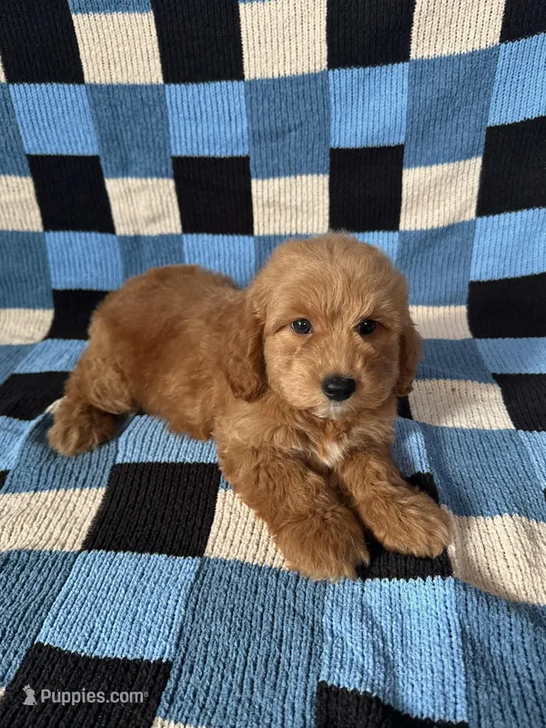 Bear – Goldendoodle, Miniature Goldendoodle puppy for sale in Murrieta, CA
