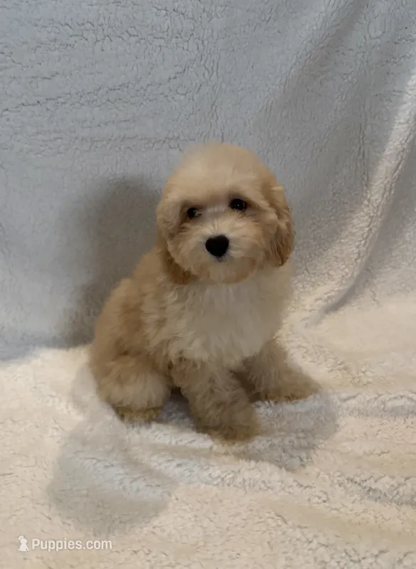 Charlie – Goldendoodle, Miniature Goldendoodle puppy for sale in Murrieta, CA