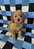 Teddy, a male Goldendoodle and Miniature Goldendoodle for sale in Murrieta, CA – Photo 1 of 2