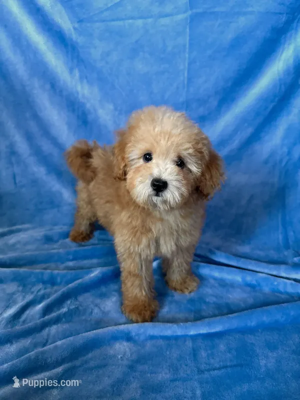 Marley – Goldendoodle, Miniature Goldendoodle puppy for sale in Murrieta, CA