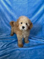 Marley, a male Goldendoodle and Miniature Goldendoodle for sale in Murrieta, CA – Photo 1 of 2