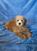 Marley, a male Goldendoodle and Miniature Goldendoodle for sale in Murrieta, CA – Photo 2 of 2
