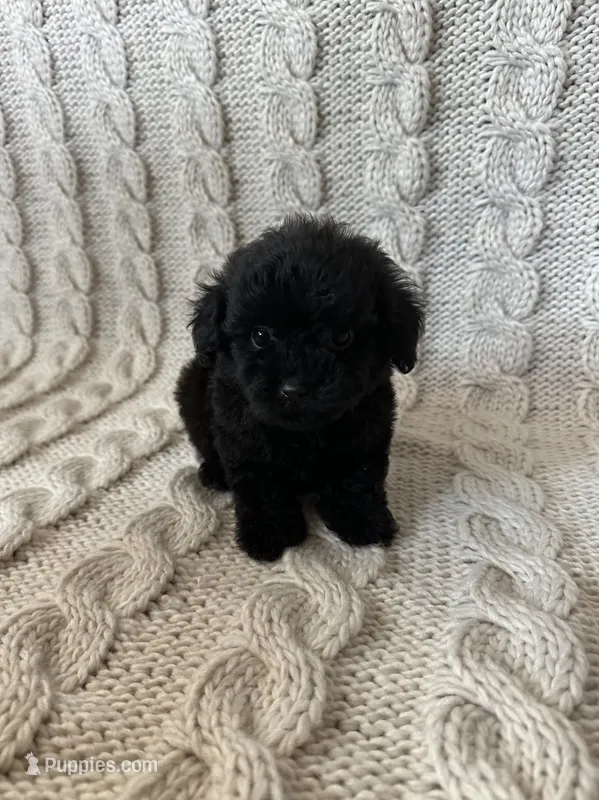 Max – Maltipoo, Poodle - Toy  puppy for sale in Murrieta, CA