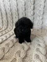 Max, a male Maltipoo and Poodle - Toy  for sale in Murrieta, CA – 1 of 3