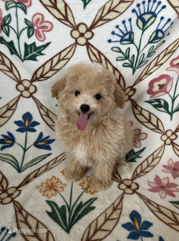 Milo – Maltipoo, Poodle - Toy  puppy for sale in Murrieta, CA