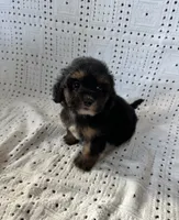 Sadie, a female Maltipoo and Poodle - Toy  for sale in Murrieta, CA – 2 of 2